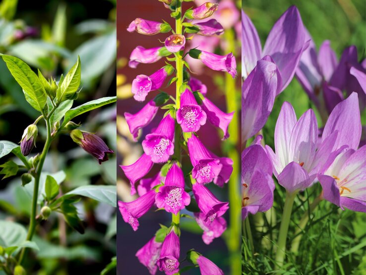 Drei violette Giftpflanzen im Detail: Tollkirsche links mit grünen Blättern, Fingerhut in der Mitte, Herbstzeitlose rechts. | © Shutterstock/Simon Groewe (l.), pticelov (M.), Kabar (r.)