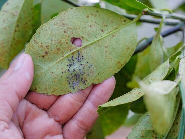 Eine Hand hält ein gelbgrünes Blatt mit schwarzen Schädlingen und braunen Flecken, daneben weitere Blätter im Hintergrund. | © Shutterstock/Azami Adiputera