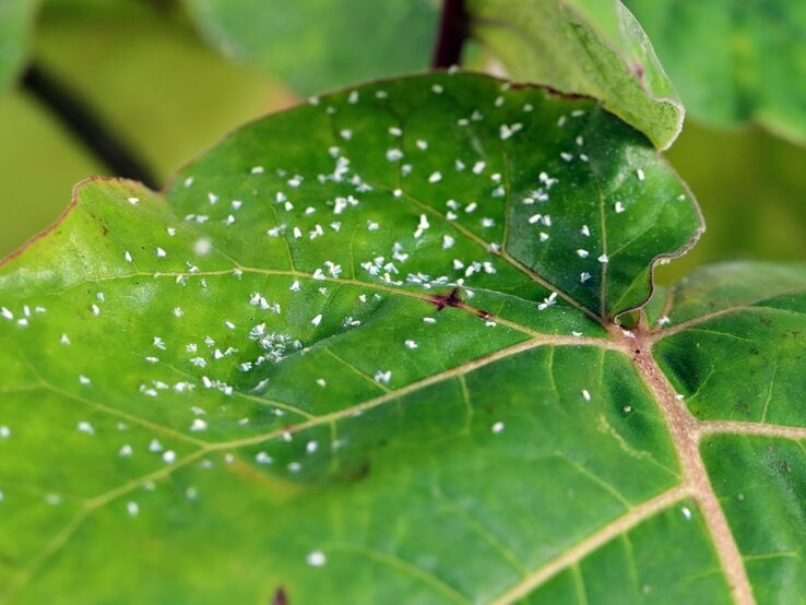 Ein grünes Blatt mit zahlreichen weißen Fliegenlarven und feinen Blattadern, umgeben von weiteren unscharfen Blättern. | © Shutterstock/Tomasz Klejdysz