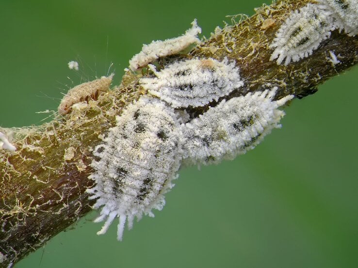 Nahaufnahme von mehligen Wollläusen mit weißer, wachsartiger Schicht und feinen Härchen auf einem braunen Pflanzenstängel. | © Shutterstock/Protasov AN