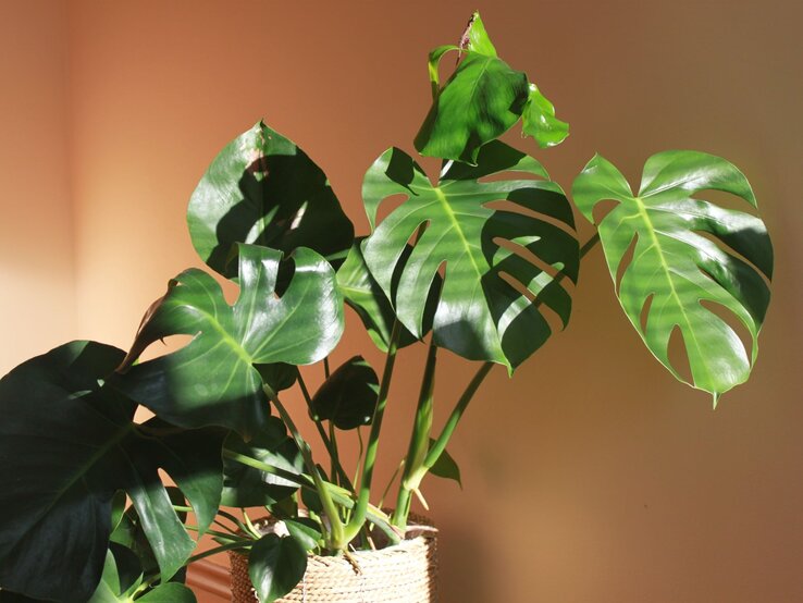 Große, glänzende Monstera-Blätter in kräftigem Grün werfen weiche Schatten auf eine beige Wand in warmem Sonnenlicht.