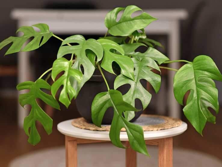 Eine Monstera mit kleinen, elegant geschlitzten Blättern in einem schwarzen Topf, dekorativ auf einem weißen Tisch vor dunklem Hintergrund. | © Shutterstock/Firn