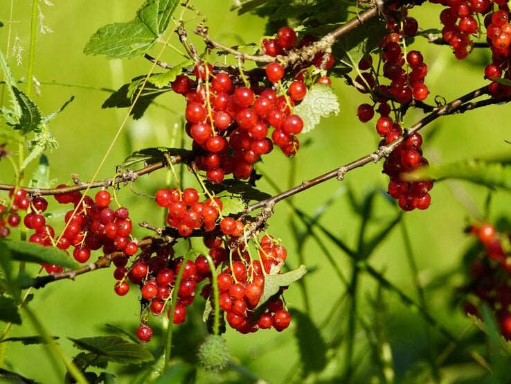 Leuchtend rote Johannisbeeren hängen in dichten Trauben an Zweigen mit grünen Blättern vor einem sonnigen Hintergrund.