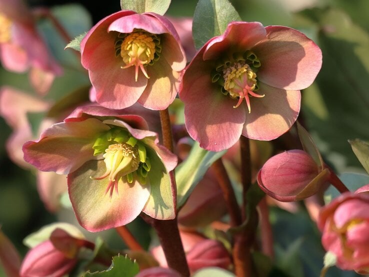 Rosa-blühende Christrosen mit grünlich-gelbem Zentrum in hellem Sonnenlicht, umgeben von Knospen und dunkelgrünen Blättern.