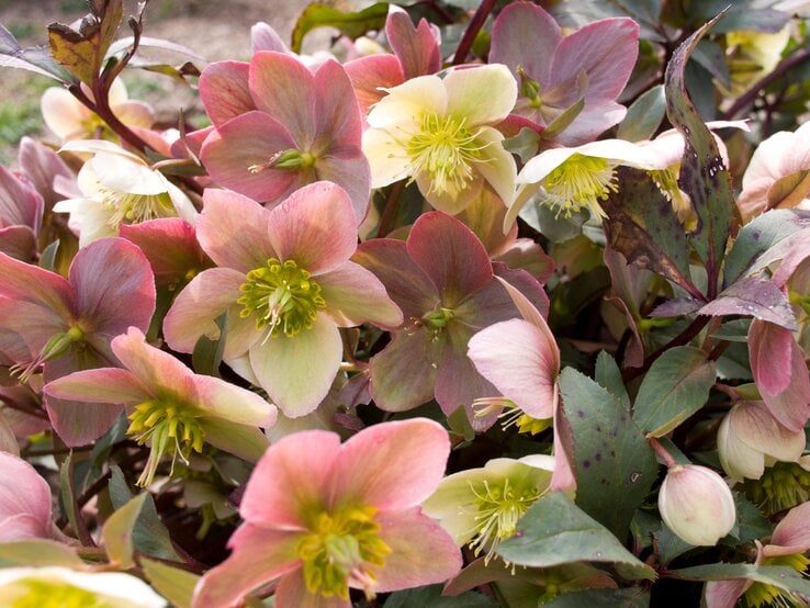 Ein dichter Strauch blühender Christrosen mit rosa und cremeweißen Blüten, grünlich-gelben Staubgefäßen und dunkelgrünen, teils fleckigen Blättern.