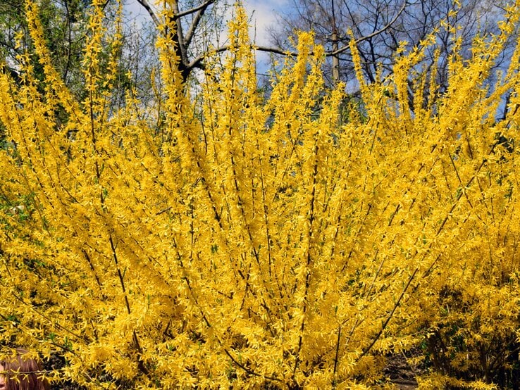 Üppig blühender gelber Forsythienstrauch in voller Pracht, umgeben von kahlen Bäumen vor blauem Frühlingshimmel.