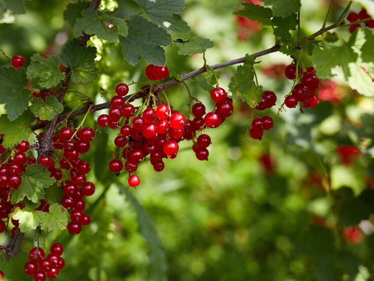 Leuchtend rote Johannisbeeren hängen in dichten Trauben an einem Ast, umgeben von grünen, leicht sonnenbeschienenen Blättern. | © Shutterstock/Viktorya Telminova