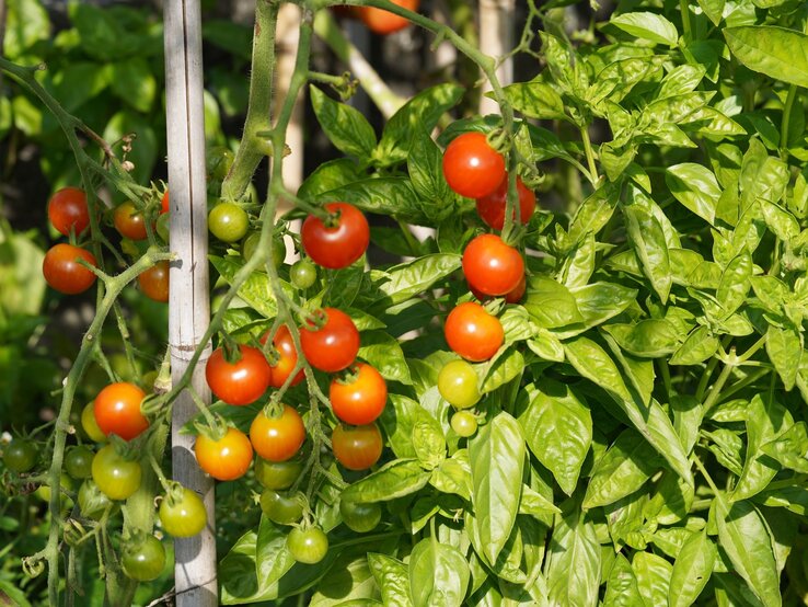 Reife und unreife Cocktailtomaten hängen an einem grünen Strauch mit dichten Blättern, gestützt von einem Holzstab in der Sonne.