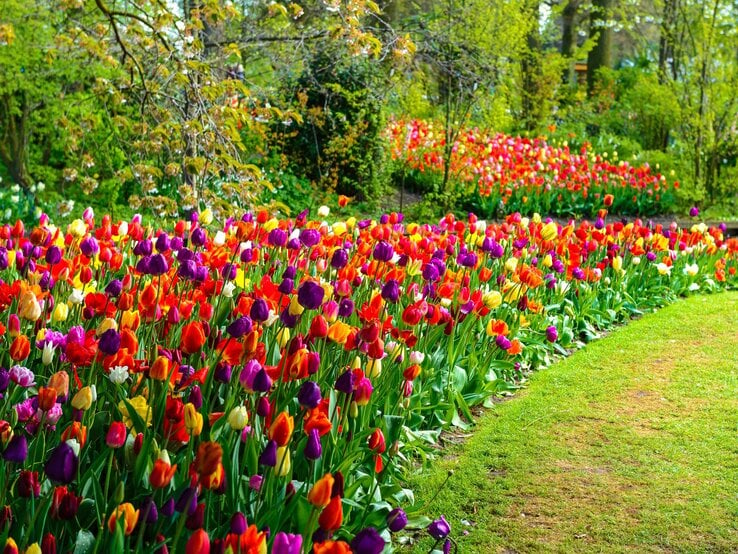 Ein leuchtendes Tulpenbeet in Rot, Gelb, Orange und Lila säumt eine grüne Wiese inmitten eines sonnigen Parks mit Bäumen.