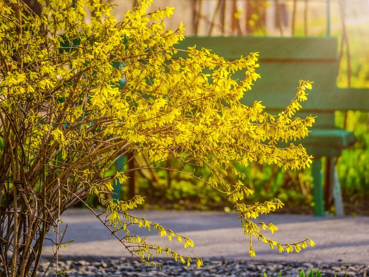 Ein Forsythienstrauch mit leuchtend gelben Blüten steht in der warmen Abendsonne vor einer grünen Parkbank. | © Shutterstock/taylon