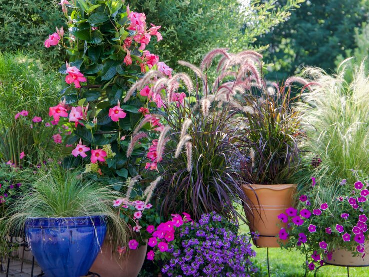 Bunte Blumenarrangements mit rosa Blüten, Ziergräsern und grünen Blättern in blauen und terrakottafarbenen Töpfen auf einer Terrasse. | © Shutterstock/Molly Shannon