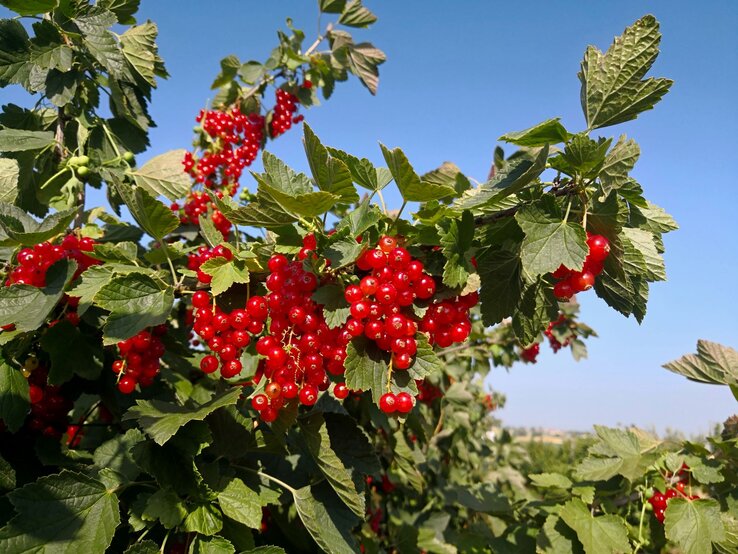 Reife rote Johannisbeeren hängen in dichten Trauben an grünen Zweigen vor einem strahlend blauen Himmel.