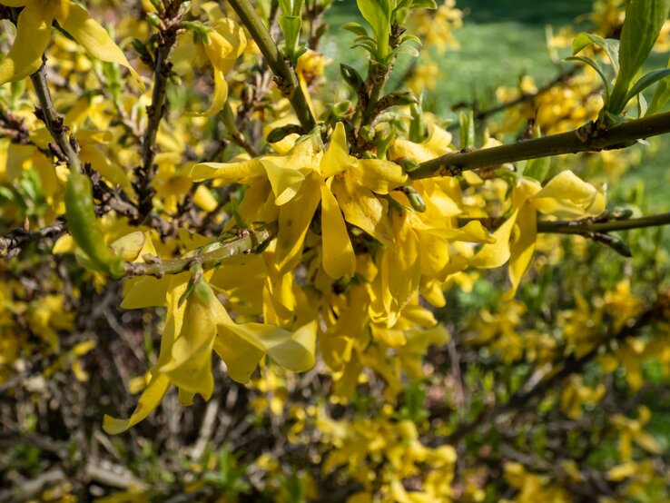 Leuchtend gelbe Forsythienblüten blühen dicht an den Zweigen vor unscharfem grünem Hintergrund im Frühlingslicht.