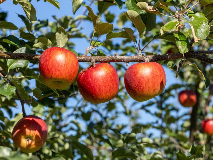 Drei reife, rote Äpfel hängen an einem Ast in der Sonne, umgeben von grünen Blättern und vor klarem, blauem Himmel.