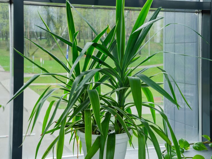 Eine große Yucca-Palme mit langen, schmalen, dunkelgrünen Blättern steht in einem weißen Topf vor einem Fenster mit Blick ins Grüne. | © Shutterstock/Glom