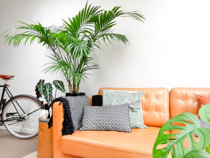 Eine elegante Kentia-Palme steht hinter einem orangefarbenen Sofa mit gemusterten Kissen, daneben eine schwarze Fahrradrahmen-Silhouette. | © Shutterstock/Luoxi