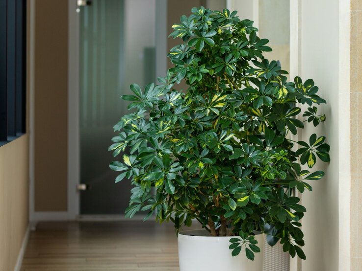 Eine buschige Schefflera arboricola mit dunkelgrünen, teilweise gelb gemusterten Blättern steht in einem weißen Topf in einem hellen Flur. | © Shutterstock/Farhad Ibrahimzade