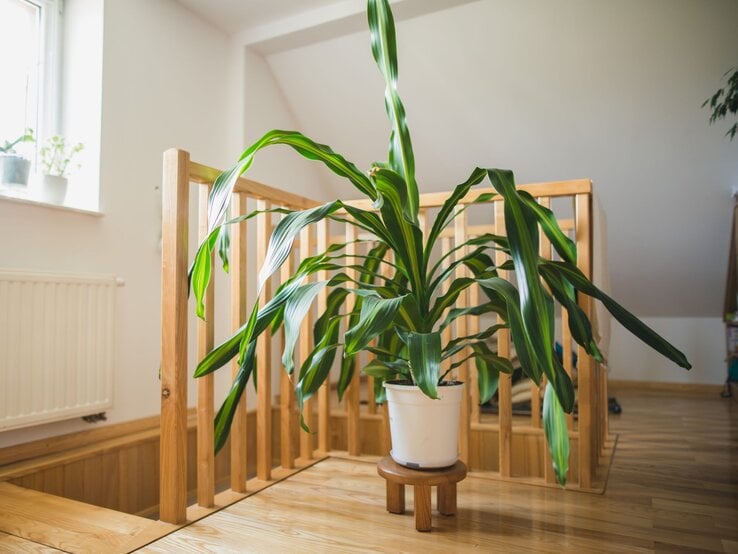 Eine große Drachenbaum-Pflanze mit langen, glänzenden, dunkelgrün-gelb gestreiften Blättern steht in einem weißen Topf auf einem Holzhocker. | © Shutterstock/Jus_Ol