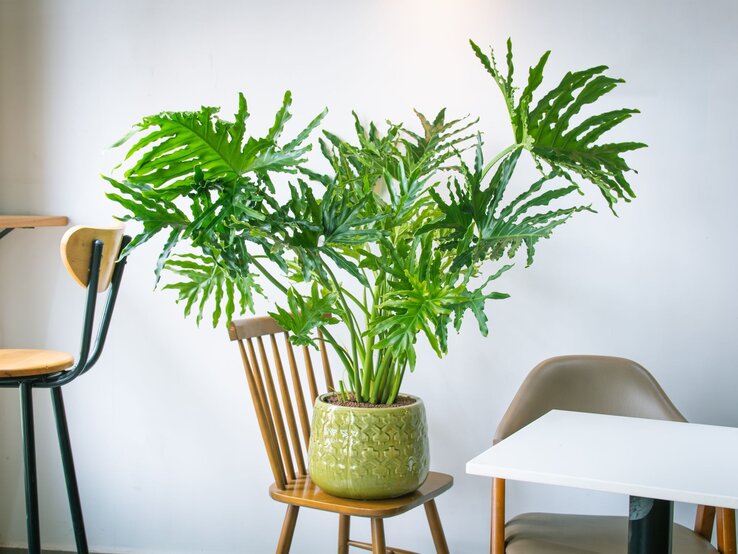 Ein Baum-Philodendron mit großen, tief eingeschnittenen, glänzenden Blättern steht in einem grün glasierten Topf auf einem Holzstuhl. | © Shutterstock/Mid Photographer