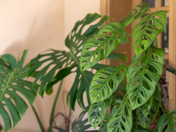 Grüne Monstera-Pflanze mit filigranen, durchbrochenen Blättern steht vor einem beige gestrichenen Hintergrund nahe einer Glastür.