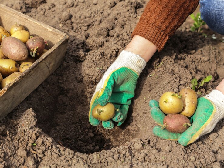 Zwei Hände in grünen Gartenhandschuhen setzen Kartoffeln mit Keimen in eine Erdgrube, daneben eine Holzkiste mit weiteren Kartoffeln.