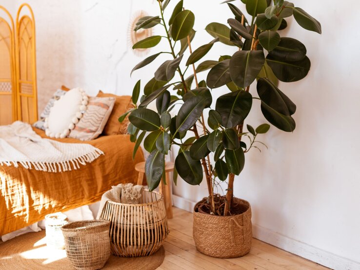 Ein großer Gummibaum mit dunkelgrünen Blättern steht in einem geflochtenen Korb neben einem gemütlichen Bett mit Kissen.