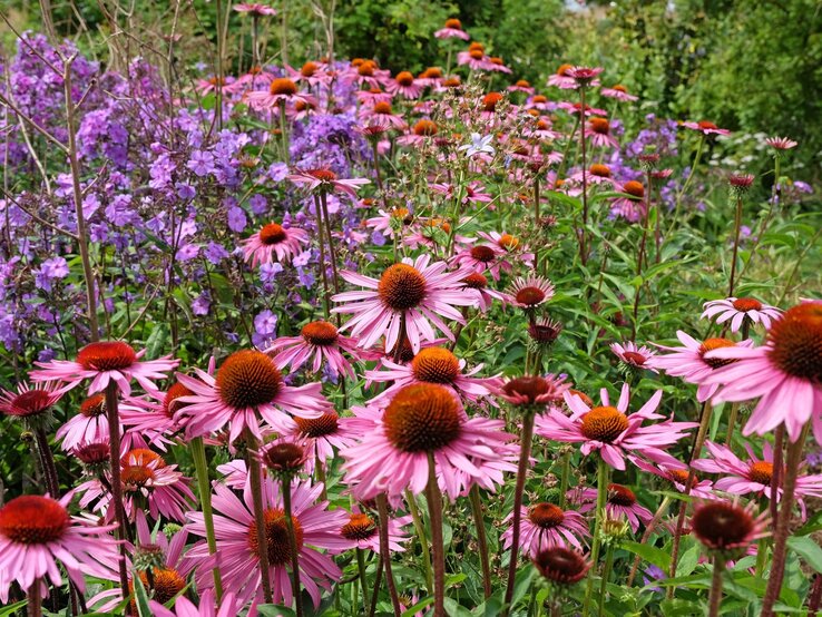 Ein farbenfrohes Blumenbeet mit leuchtend rosa Sonnenhüten und violettem Phlox, umgeben von sattem Grün.