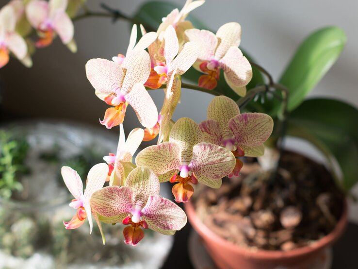 Eine Phalaenopsis-Orchidee mit cremefarbenen Blüten und violett-orangener Musterung blüht im Sonnenlicht neben einem grünen Blumentopf. | © Shutterstock/Adriana Soares Silva