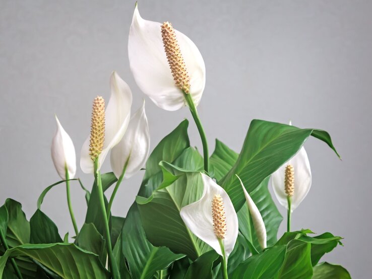 Ein Spathiphyllum mit eleganten, weißen Blüten und langen, grünen Blättern steht vor einer dezenten grauen Wand. | © Shutterstock/Georgina198