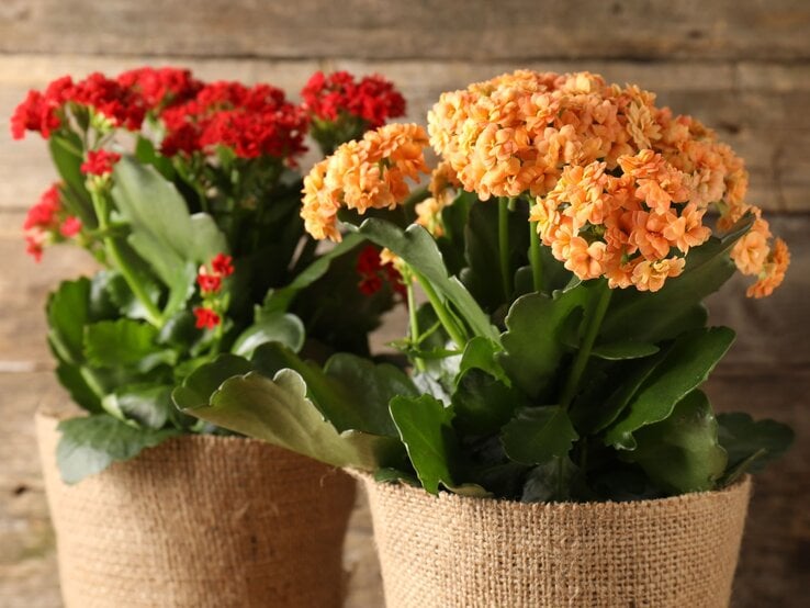 Zwei blühende Kalanchoe-Pflanzen in Sackleinen-Übertöpfen mit dichten, orangefarbenen und roten Blüten vor einer rustikalen Holzwand. | © Shutterstock/New Africa