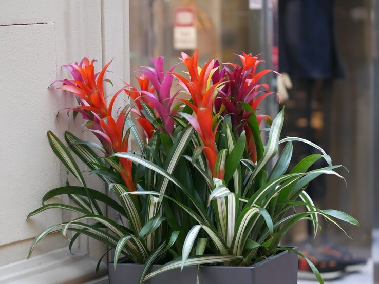 Ein üppiger Blumenkübel mit roten und violetten Bromelien sowie grün-weiß gestreiftem Laub steht dekorativ vor einer Hauswand. | © Shutterstock/Tibesty