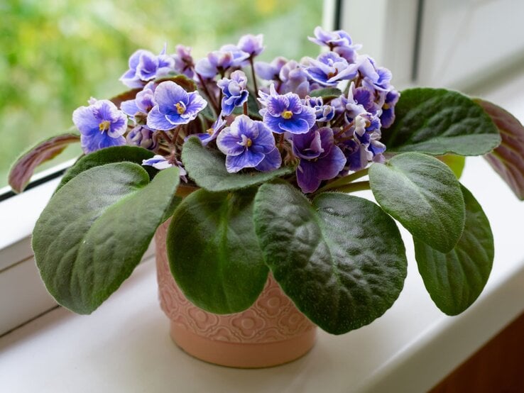 Ein blühendes Usambaraveilchen mit violetten, gewellten Blüten und samtigen, dunkelgrünen Blättern steht auf einer Fensterbank. | © Shutterstock/Sunny_Smile