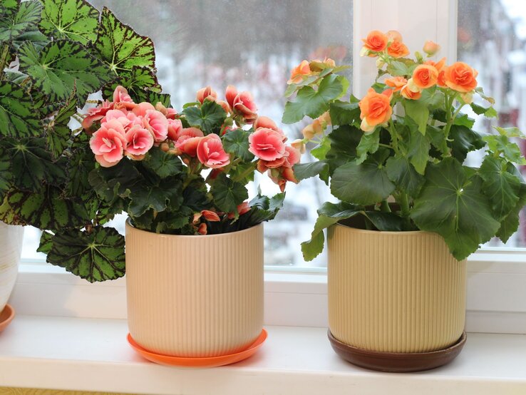 Zwei blühende Begonien mit rosa und orangefarbenen Blüten stehen in cremefarbenen Töpfen auf einer Fensterbank mit winterlichem Ausblick. | © Shutterstock/Razumhelen