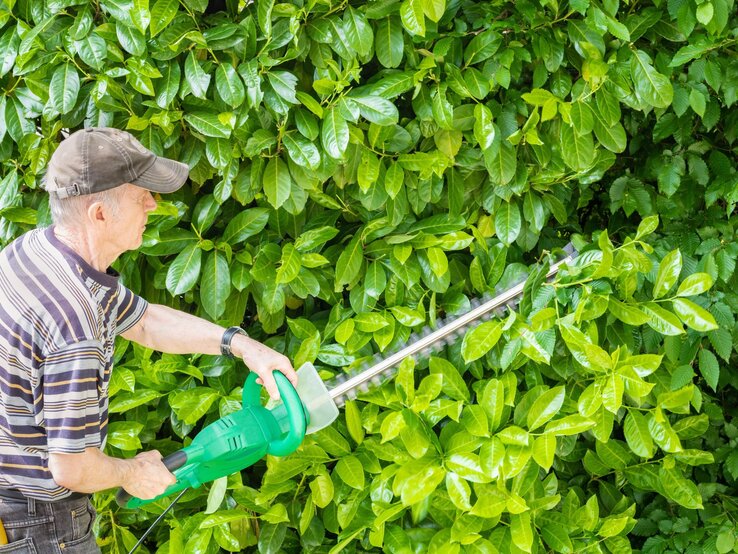 Ein älterer Mann mit brauner Kappe und gestreiftem Shirt schneidet mit einer grünen Heckenschere eine dichte, grüne Kirschlorbeer-Hecke. 