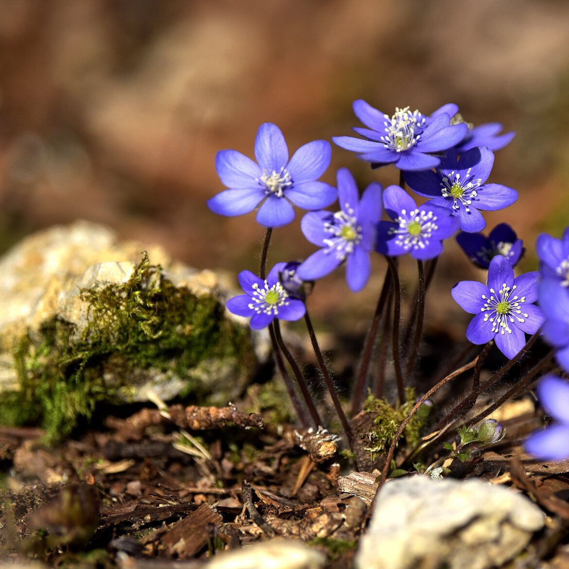 Zu sehen sind Lederblümchen | © Adobe Stock