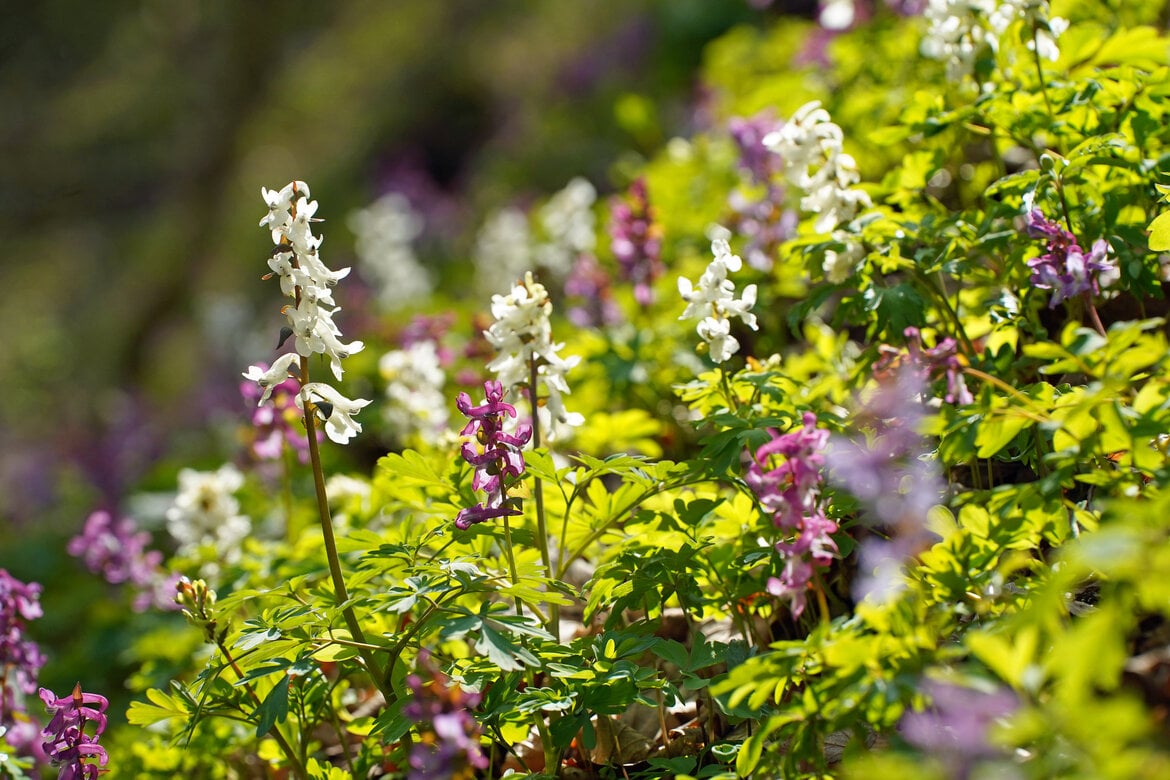 Zu sehen ist der hohle Lerchensporn | © Adobe Stock