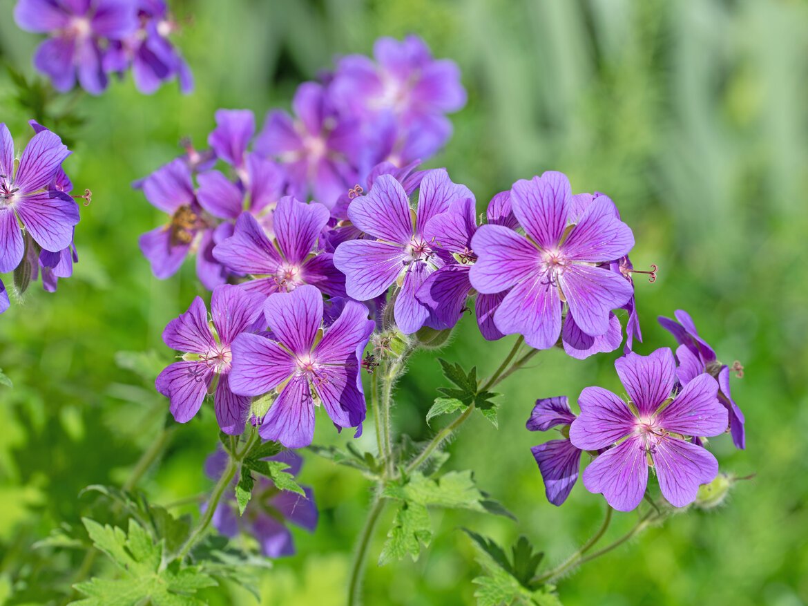 Zu sehen sind Storchenschnabelblumen | © Adobe Stock