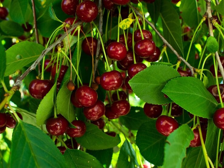 Reife, glänzend rote Kirschen hängen dicht an Zweigen mit saftig grünen Blättern im Sonnenlicht.