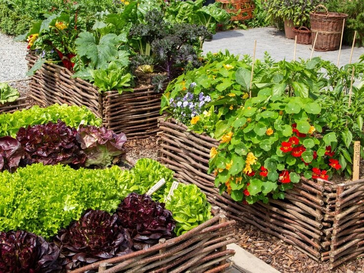 Hochbeete aus geflochtenen Ästen mit bunten Salaten, Zucchini und Kapuzinerkresse voller roter und gelber Blüten in einem sonnigen Garten. | © Getty Images