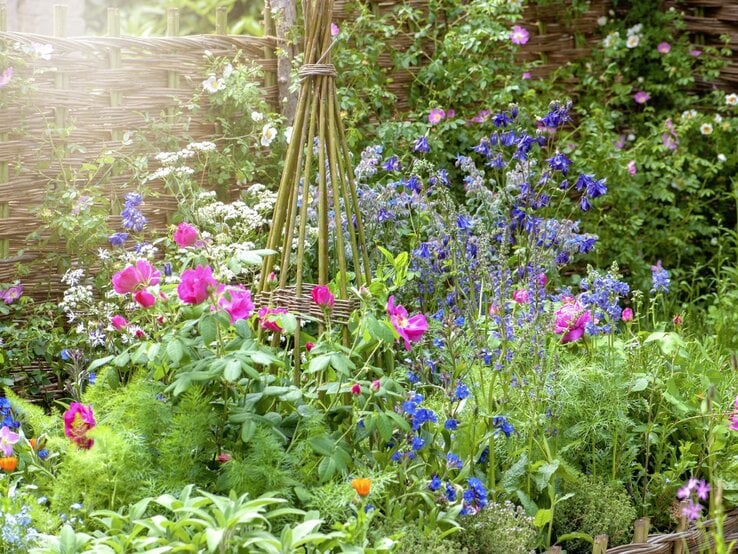 Romantischer Naturgarten mit pinken Rosen, blauen Glockenblumen und weißen Blüten vor einer geflochtenen Weidenwand im weichen Sonnenlicht. | © Getty Images