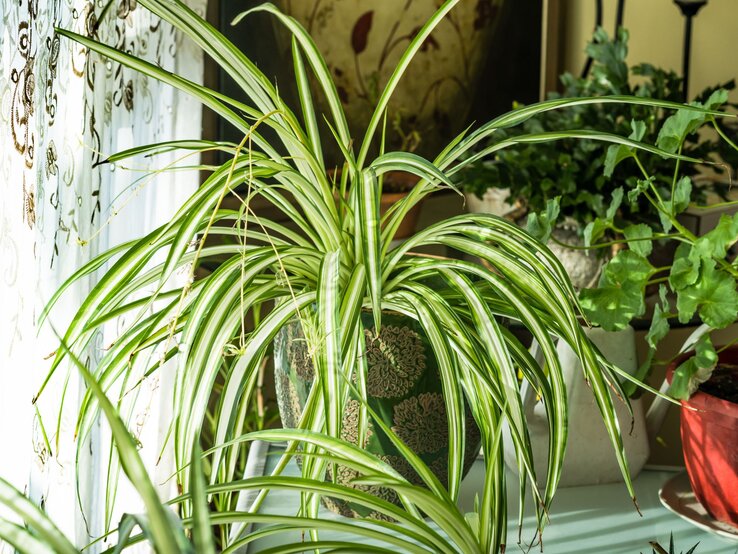 Eine üppige Grünlilie mit langen, grün-weiß gestreiften Blättern steht in einem verzierten Blumentopf nahe einem Fenster mit besticktem Vorhang. | © Shutterstock/Vadim Gouida