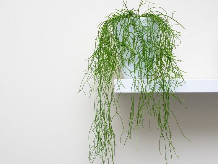 Ein Rhipsalis-Kaktus mit langen, filigranen Trieben wächst in einem weißen Topf auf einem minimalistischen Wandregal vor heller Wand. | © Shutterstock/AHatmaker