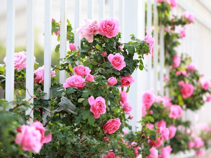 Üppige rosa Kletterrosen mit dunkelgrünen Blättern ranken an einem weißen Gartenzaun in der warmen Sommersonne.