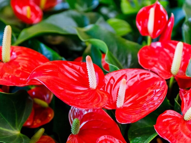 Nahaufnahme leuchtend roter Anthurien mit glänzenden Blüten und cremeweißen Kolben vor dunklem grünen Laub.