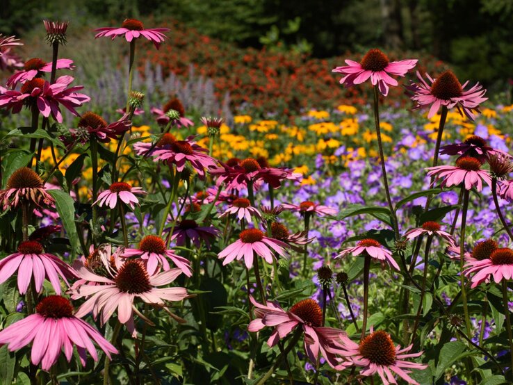 Üppige rosa Sonnenhüte mit braunen Blütenköpfen blühen in einem farbenfrohen Sommergarten mit gelben und violetten Blumen.