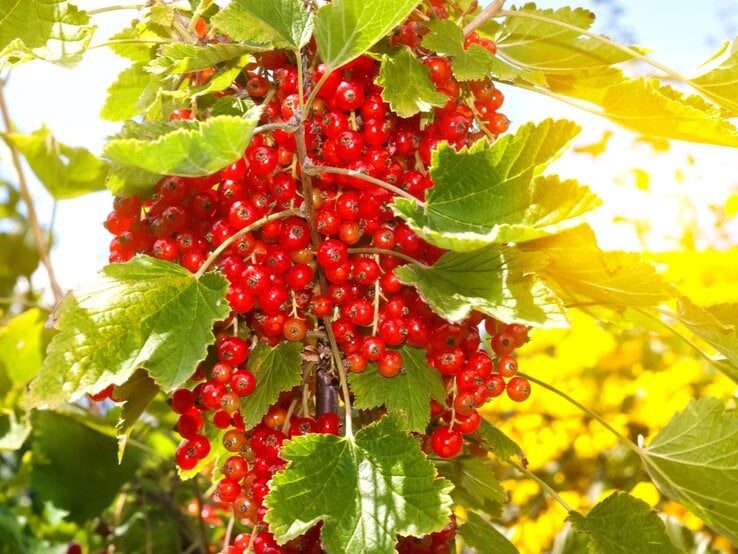 Ein dichter Strauch leuchtend roter Johannisbeeren mit grünen Blättern in der Sommersonne vor unscharfem, gelbem Hintergrund.