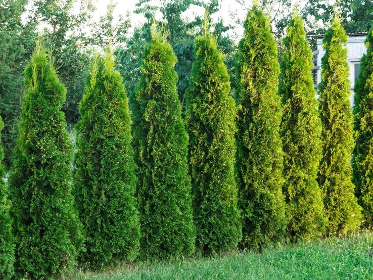 Frischgrüne, kegelförmige Thuja-Hecken wachsen dicht nebeneinander, mit Bäumen und einem kleinen Haus im Hintergrund.