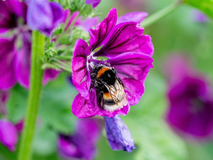 Eine pelzige Hummel mit schwarz-orange-weißem Muster sammelt Pollen auf einer leuchtend violetten Blüte mit zarten Blütenblättern.