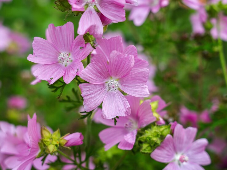 Zarte rosa Malvenblüten mit filigranen Blütenblättern blühen im Sonnenlicht vor einem verschwommenen grünen Hintergrund. | © Adobe Stock