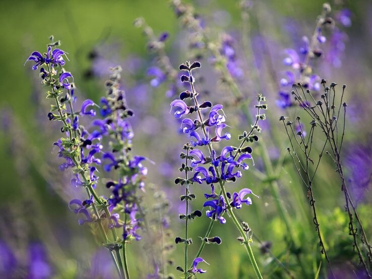 Blühender Wiesensalbei mit leuchtend violetten Blütenständen ragt filigran aus einer grünen Sommerwiese hervor. | © Adobe Stock